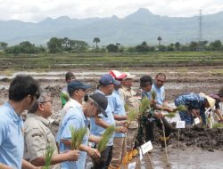 Tanam Padi Serentak di Manusak, Gubenur Melki : Ini Komitmen Pemerintah Dukung  Swasembada Pangan NTT
